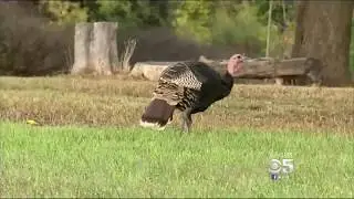 Wild Turkeys Attacking People In the City