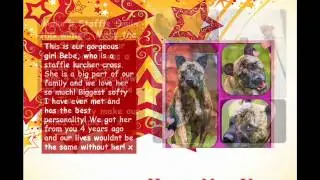 Carla Lane Animals in Need Make a Staffie Smile