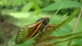 Cicadas Flying Everywhere (St.Louis)