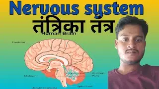 # Nervous system #railway #ssc