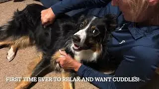 Occult tethered cord in a dog post surgery