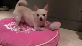 CUTEST DOG EVER! - HattyCakes BakersMan