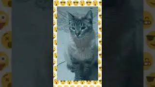 MEU GATO FOFO, QUERENDO UM PEDAÇO DE FRANGO. 🐔