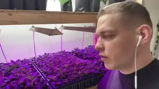 Что делаю с МУЛЬТИПЛАТАМИ ГОРТЕНЗИЙ Зимой? [Декабрьское черенкование]