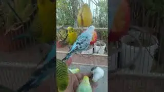 🩺 Check Your Budgie&rsquo;s Health Daily 🐦✨ #budgie #birds #care