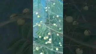 Aroma durian longan