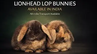 Premium Lionhead Lop Bunnies Available in India | Ethical Breeding | Anas Exotic Pets