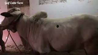 Masti Bull 🔥🔥|| Gulf Cattle Farm||Mashallah ||Collection 2019