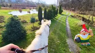Horse Inspiration: Unleashing Your Inner Stallion #horse #inspiration #motivation