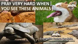 Pray Very Hard When You See These Animals - Biblical Dream Meaning