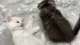 Avenia and Alaska had a showdown while Businka and Iceberg were sleeping.