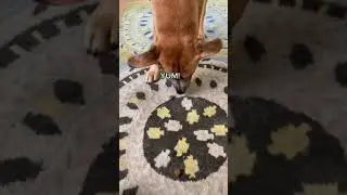 Review on Clear Vision Complex Chews Kinpur Pet Care ( Tik Tok )