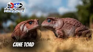 Can Toad - 3D Archery Target