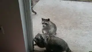 Today's chaos #raccoon #funny #fyp 