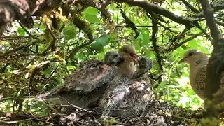 Amazing Oriental Turtle Dove Bird Nesting तामे ढुकर #