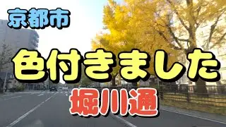 【そうだ京都、巡ろう】堀川通🍁色付きました
