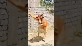 Cow is dancing 😂 #shorts #funny