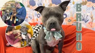 Bruno is ready to be your little house hippo!
