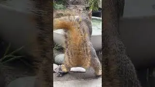 Bushy Tail!🐿️ #squirrel #squirrelvideo #animal