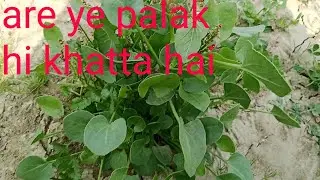 Khatta palak,tart Spinach