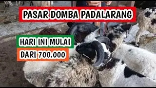 Hari ini harga mulai dari 700.000, info harga domba garut dan domba priangan (130126)