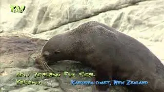 Kekeno - New Zealand Fur Seal around the Kaikoura Coast #01