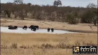 Cape Buffalo Trophy Hunting | Graham Sales Safaris