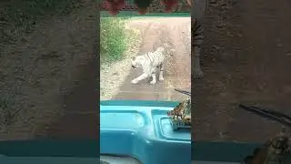 White Tiger Safari Mukundpur Rewa #whitetigersafari #rewa #satna #mukundpur #trending #viral #shorts