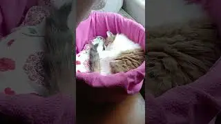DIY Pink Cat Bed from Laundry Basket&rarr;T&uuml;yl&uuml; Approves! 😻😼 #catsquad
