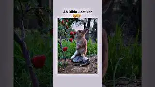 hair(rabbit) and tortoise race  in real life #tortois #rabbit #race #memes