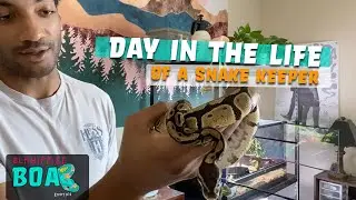 Day in the Life of a Snake Keeper