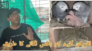 African Grey Parrots ka Breeding Box Laganay ka Sahi Tareeqa||Big Birds Lovers