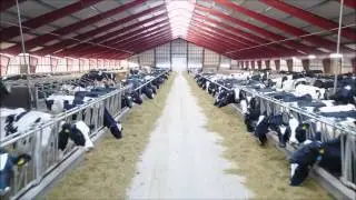 B&aelig;kg&aring;rd, A Danish dairy farm on a cold vinterday