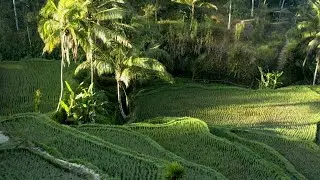 Bali Paddy Field 4K  Drone Footage