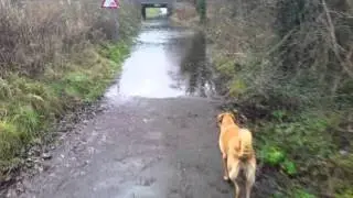 2015-jan-01 -  Ynys underpass flooded again!