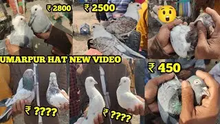 Umarpur hat new video✅Mal bye O full seria o teddy pyra Pava Jai 😲Murshidabad pigeon hat Umarpur hat