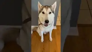 ЭТОТ ТРЮК УСПОКОИТ ВАШУ СОБАКУ-ХАСКИ!!!