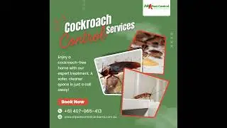 German Cockroaches &ndash; They Breed FAST! | Cockroach Control Expert In Canberra