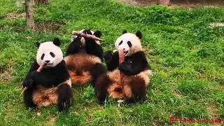 Wolong National Nature Reserve#chinapanda#chegndu#travelinchengdu