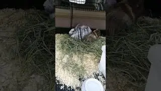 Mamma gn&auml;llde s&aring; gnagarna fick bo i bilen 1 natt