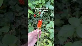 Lords-and-ladies                     Arum maculatum #nature #poisonous #wildberries #foraging