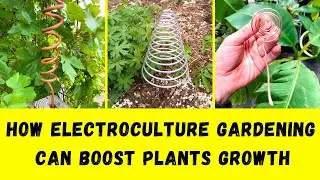 The Science Behind Electroculture Gardening | How Electroculture Gardening Can Boost Plants Growth