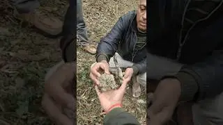 Lichens Fungus used in various ways by humans, including in traditional medicine #mushroom