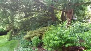 Rhododendron Grove In Full Bloom