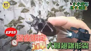 小小的野外週記 EP15 深夜限定 直擊大圓翅鍬形蟲