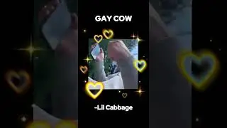 Gay Cow - Lil Cabbage