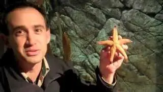 Melbourne Zootube: Mistaken Identity!