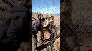 Skull Crusher Bite #Nature's Insight #shorts