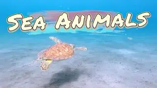 Sea Animals/ Let&rsquo;s Learn and be Curious about Sea Animals