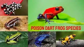 All Poison Frog species / complete list of poison frogs / poison dart frogs